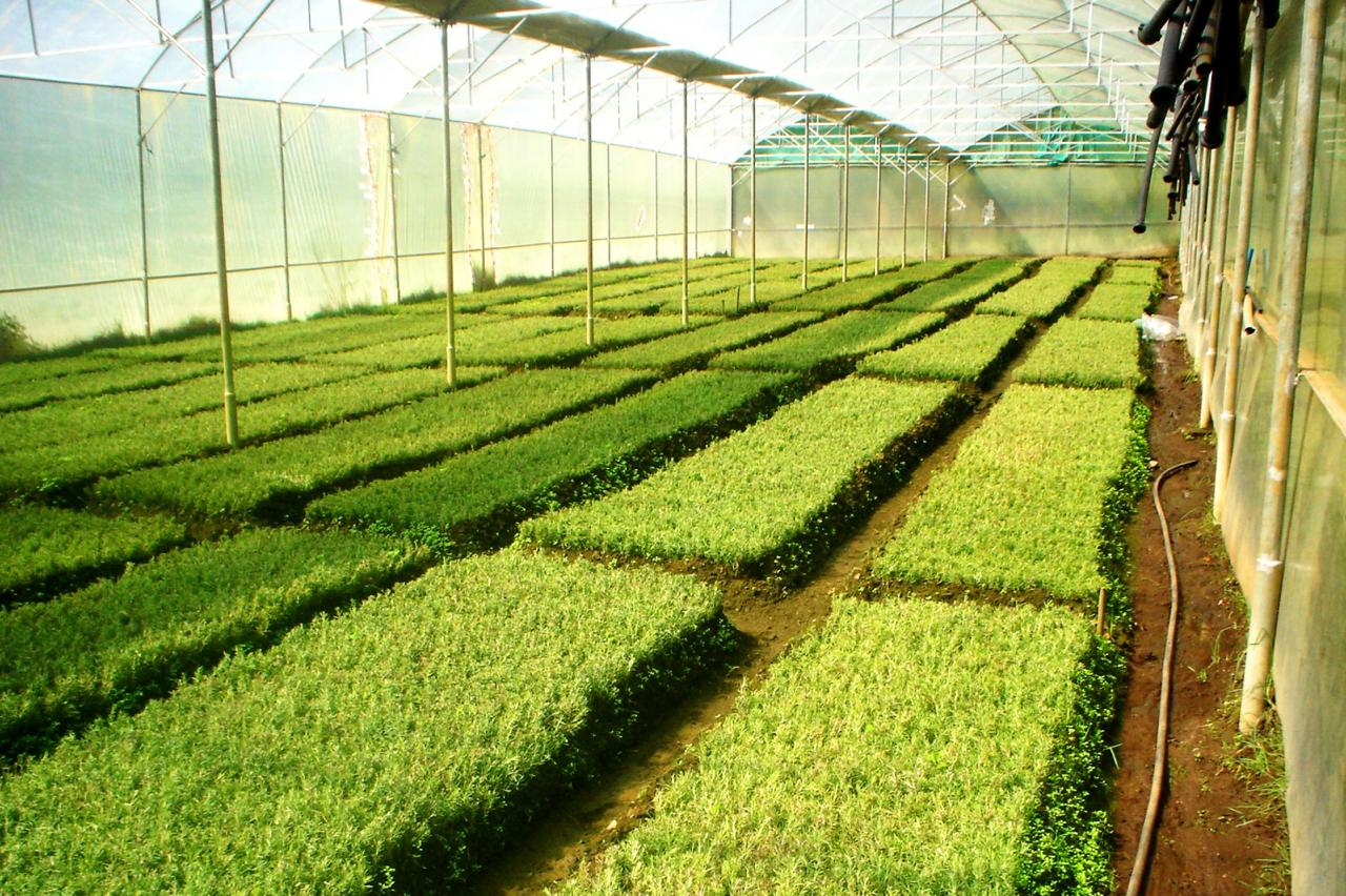 Greenhouse Project 63